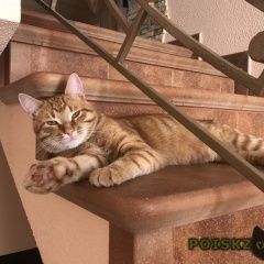 Подробнее об объявлении «Пропал кот рыжий кот Куровское» Фото: пропала кошка  «Пропал кот рыжий кот Куровское» в г. Куровское