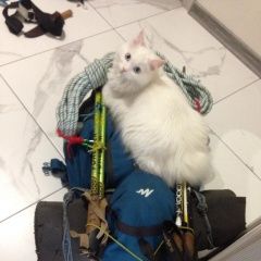 Подробнее об объявлении «Геленджик Пропала кошка» Фото: пропала кошка  «Геленджик Пропала кошка» в г. Геленджик