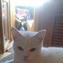 Подробнее об объявлении «Омск Пропала кошка» Фото: пропала кошка  «Омск Пропала кошка» в г. Омск