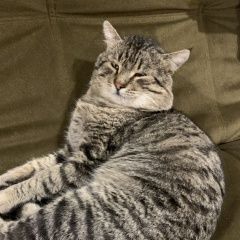 Подробнее об объявлении «Пропал кот Ростов-на-Дону» Фото: пропала кошка  «Пропал кот Ростов-на-Дону» в г. Ростов-на-Дону