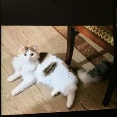 Подробнее об объявлении «Пропала кошка Липецк» Фото: пропала кошка  «Пропала кошка Липецк» в г. Липецк