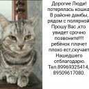 Подробнее об объявлении «Абакан Пропала кошка» Фото: пропала кошка  «Абакан Пропала кошка» в г. Абакан