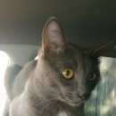 Подробнее об объявлении «Сосновоборск (Красноярский край) Пропал кот» Фото: пропала кошка  «Сосновоборск (Красноярский край) Пропал кот» в г. Сосновоборск (Красноярский край)