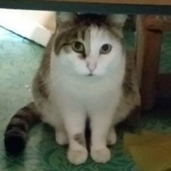 Подробнее об объявлении «Ангарск Пропал кот вася возраст около 5 лет» Фото: пропала кошка  «Ангарск Пропал кот вася возраст около 5 лет» в г. Ангарск