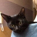 Подробнее об объявлении «Нижний Новгород Пропал кот» Фото: пропала кошка  «Нижний Новгород Пропал кот» в г. Нижний Новгород