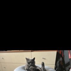 Подробнее об объявлении «Пропала кошка Лесосибирск» Фото: пропала кошка Британская короткошерстная кошка «Пропала кошка Лесосибирск» в г. Лесосибирск