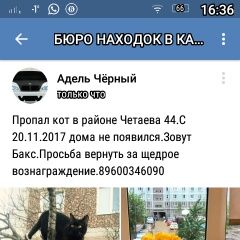 Подробнее об объявлении «Казань Пропал кот» Фото: пропала кошка  «Казань Пропал кот» в г. Казань