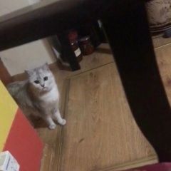 Подробнее об объявлении «Пропала кошка апреля вышла. Симферополь» Фото: пропала кошка Британская короткошерстная «Пропала кошка апреля вышла. Симферополь» в г. Симферополь