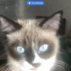 Подробнее об объявлении «Пропала кошка в сентябре Быково (Московская обл.)» Фото: пропала кошка  «Пропала кошка в сентябре Быково (Московская обл.)» в г. Быково (Московская обл.)