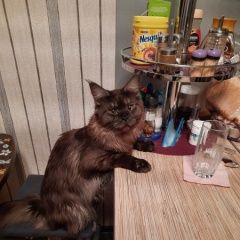 Подробнее об объявлении «Сургут Пропал кот помогите найти» Фото: пропала кошка  «Сургут Пропал кот помогите найти» в г. Сургут