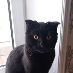 Подробнее об объявлении «Пропал кот усики чёрные Махачкала» Фото: пропала кошка  «Пропал кот усики чёрные Махачкала» в г. Махачкала