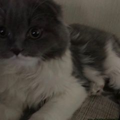 Подробнее об объявлении «Пропала кошка Рязань» Фото: пропала кошка  «Пропала кошка Рязань» в г. Рязань