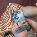 Подробнее об объявлении «Чехов Пропал кот венюково» Фото: пропала кошка  «Чехов Пропал кот венюково» в г. Чехов