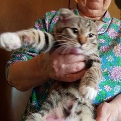 Подробнее об объявлении «Пропала кошка выбежала из квартиры Краснодар» Фото: пропала кошка  «Пропала кошка выбежала из квартиры Краснодар» в г. Краснодар