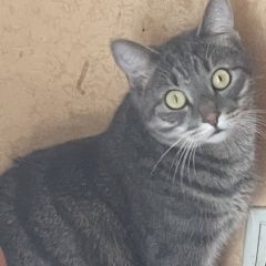 Подробнее об объявлении «Пропал кот Белые Столбы» Фото: пропала кошка  «Пропал кот Белые Столбы» в г. Белые Столбы