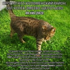 Подробнее об объявлении «Коломна Пропал кот, снт успех, змеево, щепотьево» Фото: пропала кошка Бенгальская кошка «Коломна Пропал кот, снт успех, змеево, щепотьево» в г. Коломна