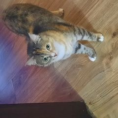 Подробнее об объявлении «Пропала кошка Высокая Гора» Фото: пропала кошка  «Пропала кошка Высокая Гора» в г. Высокая Гора