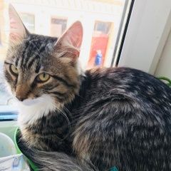 Подробнее об объявлении «Пропал кот. Санкт-Петербург» Фото: пропала кошка  «Пропал кот. Санкт-Петербург» в г. Санкт-Петербург