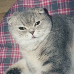 Подробнее об объявлении «Чехов Пропала кошка ский район, новый быт, снт раздолье» Фото: пропала кошка Скоттиш фолд (шотландская вислоухая) «Чехов Пропала кошка ский район, новый быт, снт...» в г. Чехов