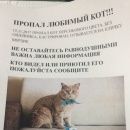 Подробнее об объявлении «Пропал кот   Москва» Фото: пропала кошка Шотландская вислоухая «Пропал кот   Москва» в г. Москва