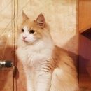 Подробнее об объявлении «Пропал кот персик Санкт-Петербург» Фото: пропала кошка Московская сторожевая «Пропал кот персик Санкт-Петербург» в г. Санкт-Петербург