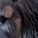 Подробнее об объявлении «Пропала кошка академгородок Томск» Фото: пропала кошка  «Пропала кошка академгородок Томск» в г. Томск