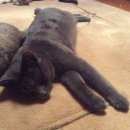 Подробнее об объявлении «Электроугли Пропал кот серый кот около электроуглей» Фото: пропала кошка  «Электроугли Пропал кот серый кот около...» в г. Электроугли