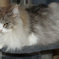Подробнее об объявлении «Пропала кошка мися Самара» Фото: пропала кошка  «Пропала кошка мися Самара» в г. Самара