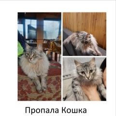 Подробнее об объявлении «Красноярск Пропала кошка» Фото: пропала кошка Сибирская кошка «Красноярск Пропала кошка» в г. Красноярск