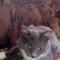 Подробнее об объявлении «Пропала кошка Подольск» Фото: пропала кошка  «Пропала кошка Подольск» в г. Подольск