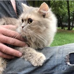 Подробнее об объявлении «Пропала кошка цао маяковская Москва» Фото: пропала кошка Британская длинношерстная кошка «Пропала кошка цао маяковская Москва» в г. Москва