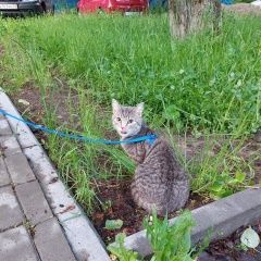 Подробнее об объявлении «Пропала кошка по кличке алиса Архангельск» Фото: пропала кошка  «Пропала кошка по кличке алиса Архангельск» в г. Архангельск