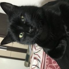 Подробнее об объявлении «Светлоград Пропал кот» Фото: пропала кошка Бомбейская кошка «Светлоград Пропал кот» в г. Светлоград