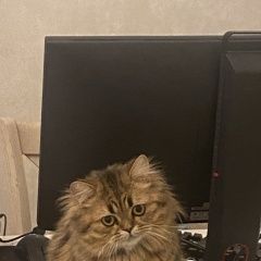 Подробнее об объявлении «Одинцово Пропала кошка» Фото: пропала кошка Бигль «Одинцово Пропала кошка» в г. Одинцово