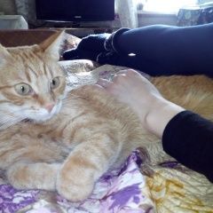 Подробнее об объявлении «Пропал кот рыжий кот Электросталь» Фото: пропала кошка  «Пропал кот рыжий кот Электросталь» в г. Электросталь