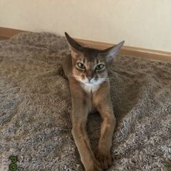 Подробнее об объявлении «Нахабино Пропал кот» Фото: пропала кошка Абиссинская «Нахабино Пропал кот» в г. Нахабино
