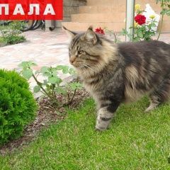 Подробнее об объявлении «Пропал кот Жуковский» Фото: пропала кошка Мейн-кун «Пропал кот Жуковский» в г. Жуковский