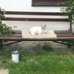 Подробнее об объявлении «Пропал кот молодой Купавна» Фото: пропала кошка  «Пропал кот молодой Купавна» в г. Купавна