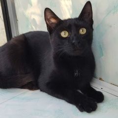 Подробнее об объявлении «Орехово-Зуево Пропала кошка стерилизованная черная кошка» Фото: пропала кошка  «Орехово-Зуево Пропала кошка стерилизованная...» в г. Орехово-Зуево