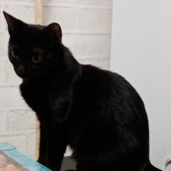 Подробнее об объявлении «Шуя Пропала кошка в районе суконка» Фото: пропала кошка  «Шуя Пропала кошка в районе суконка» в г. Шуя