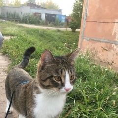 Подробнее об объявлении «Красноярск Пропал кот любимец семьи» Фото: пропала кошка  «Красноярск Пропал кот любимец семьи» в г. Красноярск