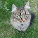 Подробнее об объявлении «Чехов Пропала кошка» Фото: пропала кошка  «Чехов Пропала кошка» в г. Чехов