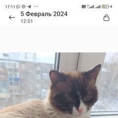 Подробнее об объявлении «Пропал кот Прокопьевск» Фото: пропала кошка Сиамская кошка «Пропал кот Прокопьевск» в г. Прокопьевск