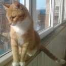 Подробнее об объявлении «Пропал кот Железнодорожный (Московск.)» Фото: пропала кошка  «Пропал кот Железнодорожный (Московск.)» в г. Железнодорожный (Московск.)