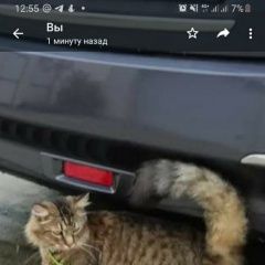 Подробнее об объявлении «Пропал кот джой Сочи» Фото: пропала кошка  «Пропал кот джой Сочи» в г. Сочи