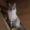 Подробнее об объявлении «Подольск Пропал кот» Фото: пропала кошка Невская маскарадная «Подольск Пропал кот» в г. Подольск