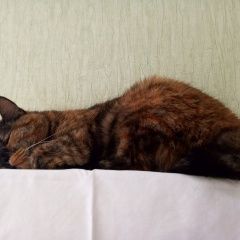 Подробнее об объявлении «Пропала кошка срочно прочитайте Самара» Фото: пропала кошка Бобтейл «Пропала кошка срочно прочитайте Самара» в г. Самара