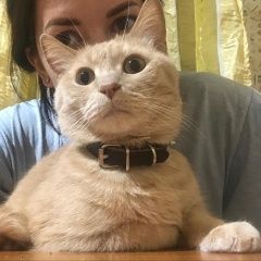 Подробнее об объявлении «Пропал кот калязин калязинский район Москва» Фото: пропала кошка  «Пропал кот калязин калязинский район Москва» в г. Москва