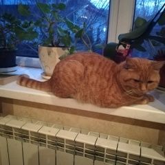 Подробнее об объявлении «Пропал кот Краснодар» Фото: пропала кошка  «Пропал кот Краснодар» в г. Краснодар