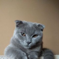 Подробнее об объявлении «Пропал кот вознаграждение гарантирую Москва» Фото: пропала кошка Британская короткошерстная «Пропал кот вознаграждение гарантирую Москва» в г. Москва